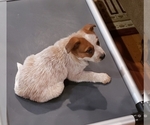 Small Photo #29 Australian Cattle Dog Puppy For Sale in MORGANTON, NC, USA