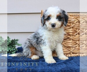 Bernedoodle (Miniature) Puppy for sale in PARADISE, PA, USA