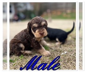 Cock-A-Poo-Yorkshire Terrier Mix Puppy for sale in COLUMBUS, GA, USA
