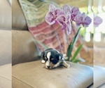 Small #4 Morkie