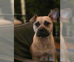 Small #1 American French Bull Terrier