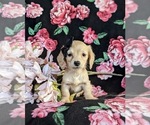 Small Photo #3 Dachshund Puppy For Sale in LEOLA, PA, USA