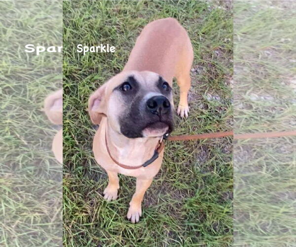 Medium Photo #4 Mutt Puppy For Sale in Ridgefield, CT, USA