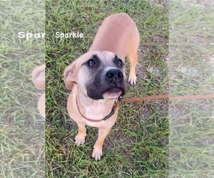 Sparkle - Female Mutt Dog for Adoption - Photo #4