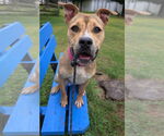 Small #3 American Pit Bull Terrier Mix