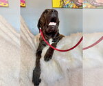 Small Mastiff