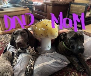 Cane Corso-German Shorthaired Pointer Mix Puppy for sale in VIRGINIA BEACH, VA, USA