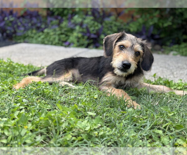 Medium Photo #22 Beagle-Unknown Mix Puppy For Sale in PIPE CREEK, TX, USA