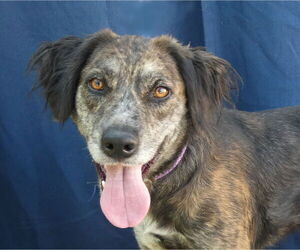 Pointer-Unknown Mix Dogs for adoption in Pasadena, CA, USA
