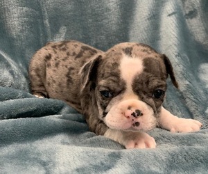 French Bulldog Puppy for sale in JOHNS ISLAND, SC, USA