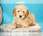 Small Photo #10 Goldendoodle Puppy For Sale in CARLOCK, IL, USA