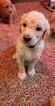 Small Photo #7 Goldendoodle Puppy For Sale in CITRUS HEIGHTS, CA, USA