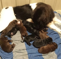 Mother of the Newfoundland puppies born on 10/30/2017