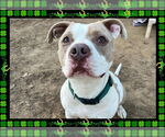Small #4 American Pit Bull Terrier