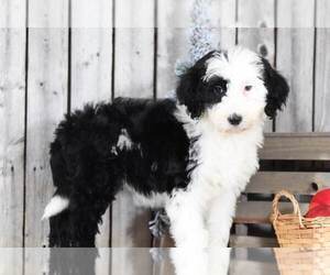Poochon Puppy for sale in MOUNT VERNON, OH, USA