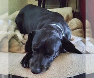 Dachshund-Labrador Retriever Mix Dogs for adoption in Los Angeles, CA, USA