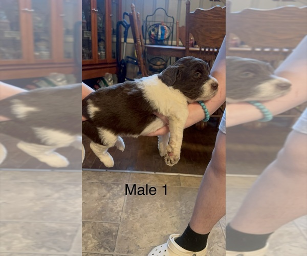 Medium Photo #5 Goldendoodle Puppy For Sale in SPARTANBURG, SC, USA