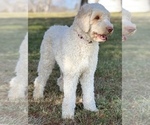 Small Photo #12 Labradoodle Puppy For Sale in BURNS, TN, USA
