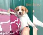 Small Photo #1 Parson Russell Terrier-Pomeranian Mix Puppy For Sale in RICHMOND, MI, USA