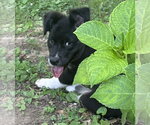 Small #1 Border Collie Mix