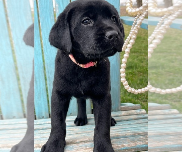 Medium Photo #5 Labrador Retriever Puppy For Sale in SAINT ELMO, IL, USA