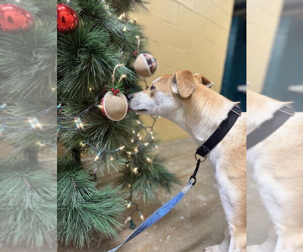 Medium Photo #2 Mutt Puppy For Sale in Elmsford, NY, USA