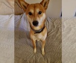 Small Photo #1 Shiba Inu Puppy For Sale in NEWFIELD, NJ, USA