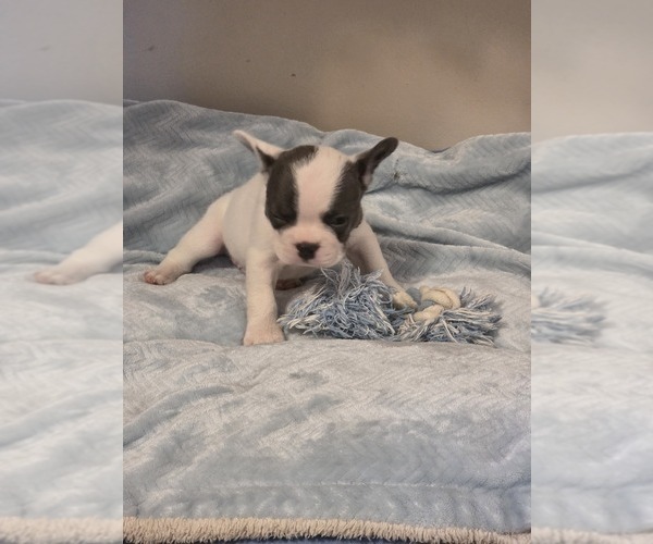 Medium Photo #17 French Bulldog Puppy For Sale in ASHLAND, OH, USA