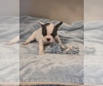 Small #6 French Bulldog