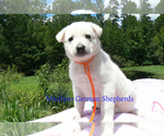 Small #3 German Shepherd Dog