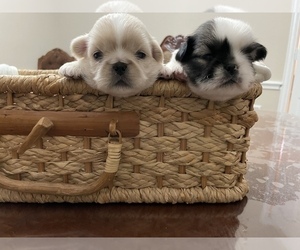 Pekingese Puppy for Sale in PLANO, Texas USA