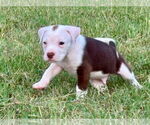 Small #2 Bullboxer Pit