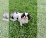 Small #1 Japanese Chin