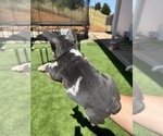 Small #6 French Bulldog