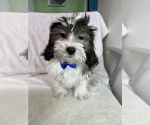 ShihPoo Puppy for Sale in RANDOLPH, Massachusetts USA