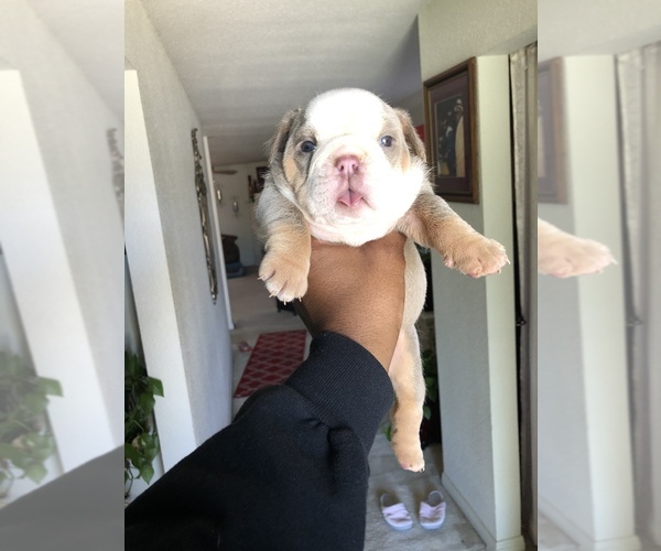 Medium Photo #7 English Bulldog Puppy For Sale in KILLEEN, TX, USA