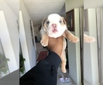Small Photo #7 English Bulldog Puppy For Sale in KILLEEN, TX, USA