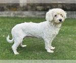 Small #3 Poodle (Miniature) Mix