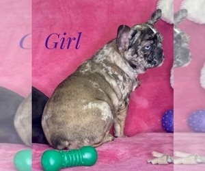 French Bulldog Puppy for Sale in BOTHELL, Washington USA