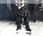 Small Photo #11 Cocker Spaniel Puppy For Sale in WARSAW, IN, USA