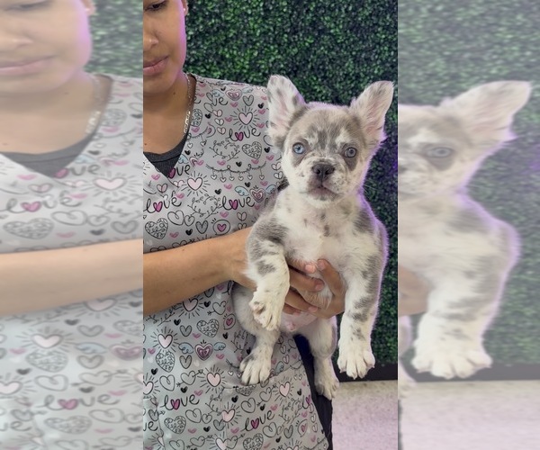 Medium Photo #4 French Bulldog Puppy For Sale in MIAMI, FL, USA
