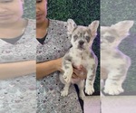 Laurent - Male French Bulldog Puppy for Sale - Photo #4