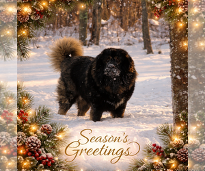 Father of the Caucasian Shepherd Dog puppies born on 12/12/2024