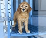 Small #4 Goldendoodle