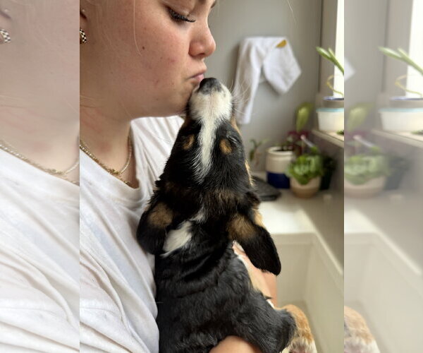 Medium Photo #5 Border Collie-Unknown Mix Puppy For Sale in Sandy, UT, USA