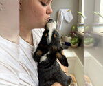 Small #4 Border Collie Mix