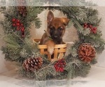 Small Photo #5 German Shepherd Dog Puppy For Sale in HOLLYWOOD, FL, USA