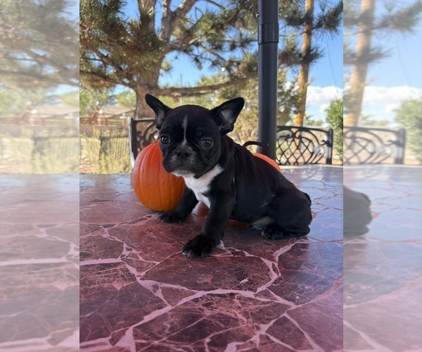 Medium Photo #13 French Bulldog Puppy For Sale in YUCCA VALLEY, CA, USA