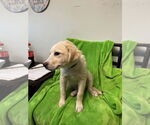 Small #5 Golden Labrador