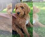Puppy 1 Poodle (Standard)-Unknown Mix